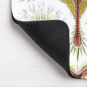 Haeckel Mousepad (Ecke)