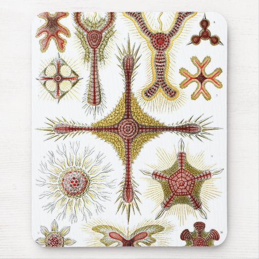 Haeckel Mousepad (Vorne)