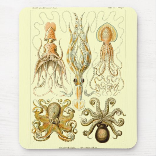 Haeckel Mousepad (Vorne)