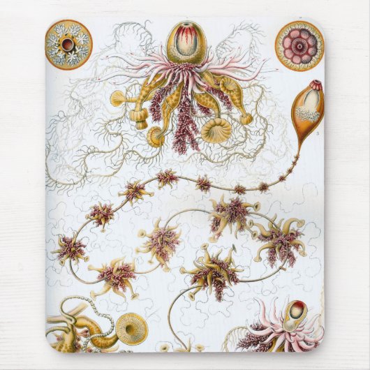 Haeckel Mousepad (Vorne)