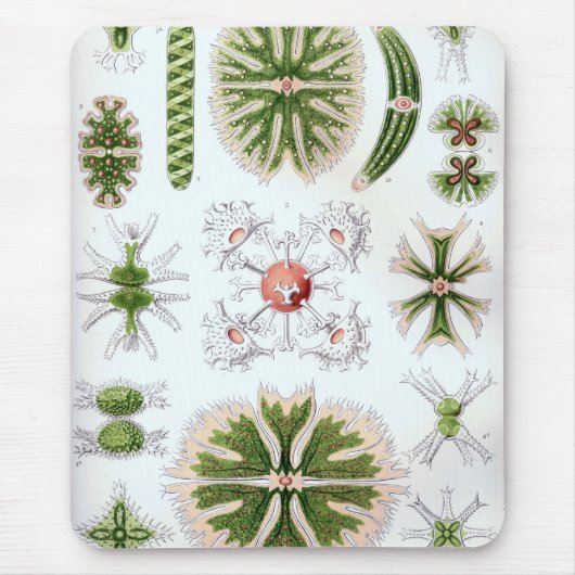 Haeckel Mousepad (Vorne)