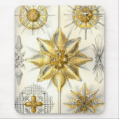 Haeckel Mousepad (Vorne)