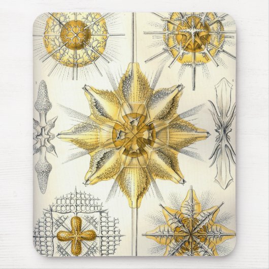 Haeckel Mousepad (Vorne)