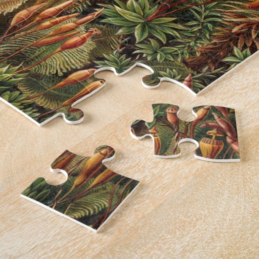 Haeckel Muscinae Puzzle (Seite)