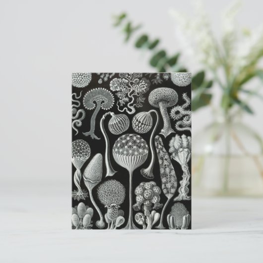 Haeckel Mycetozoa Postkarte (Stehend Vorderseite)