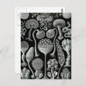 Haeckel Mycetozoa Postkarte (Vorne/Hinten)