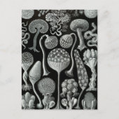 Haeckel Mycetozoa Postkarte (Vorderseite)