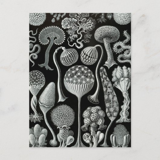 Haeckel Mycetozoa Postkarte (Vorderseite)