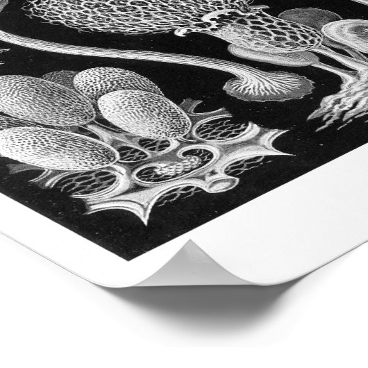 Haeckel-Myketozoa Poster (Ecke)