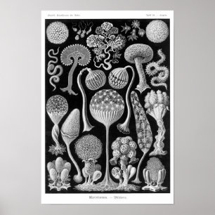 Haeckel-Myketozoa Poster