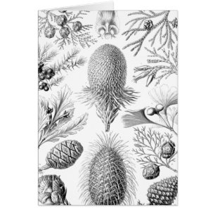 Haeckel Nadelbaum-Illustration