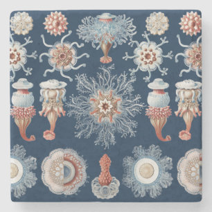 Haeckel Natur Kunst Siphonophorae Antikes Druckwer Steinuntersetzer