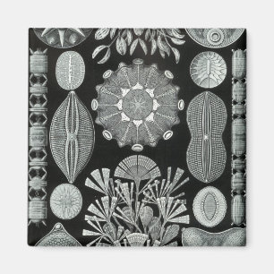 Haeckel Negativ Magnet