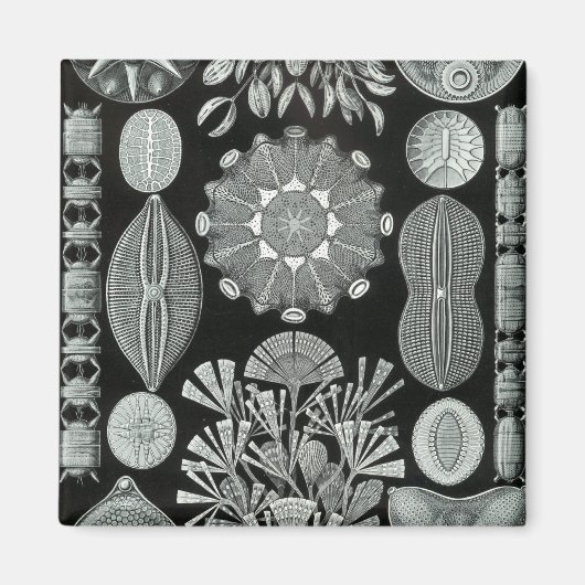 Haeckel Negativ Magnet (Vorne)