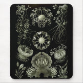 Haeckel Negativ Mousepad (Vorne)