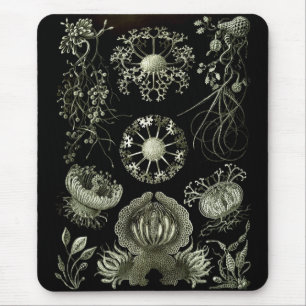 Haeckel Negativ Mousepad