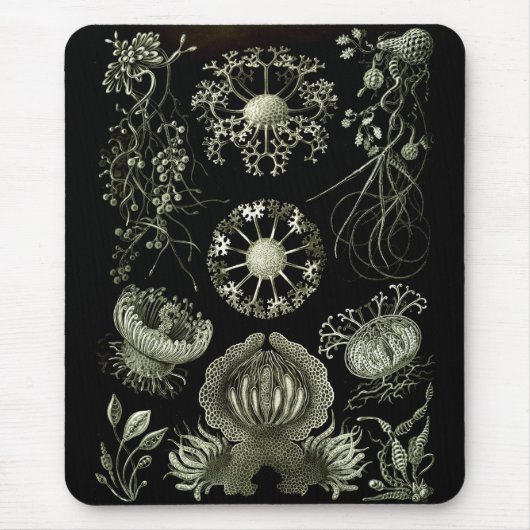 Haeckel Negativ Mousepad (Vorne)