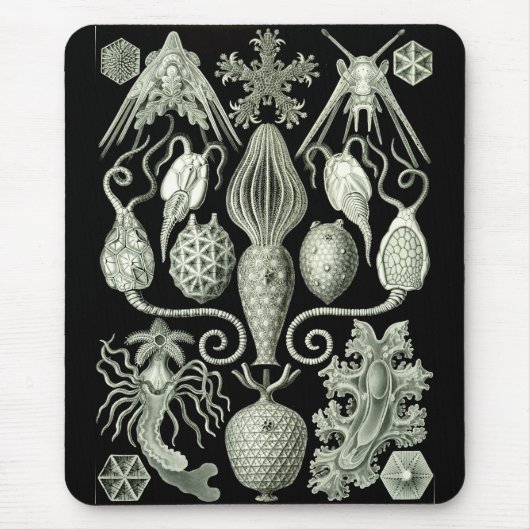 Haeckel Negativ Mousepad (Vorne)