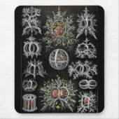 Haeckel Negativ Mousepad (Vorne)