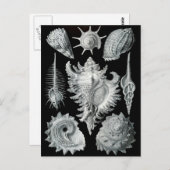 Haeckel Negativ Postkarte (Vorne/Hinten)