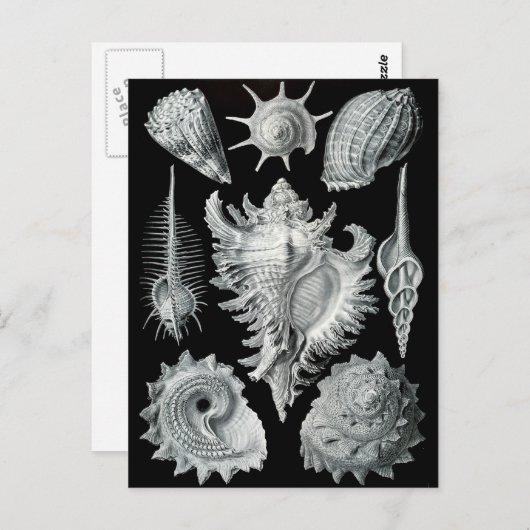 Haeckel Negativ Postkarte (Vorne/Hinten)