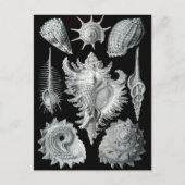 Haeckel Negativ Postkarte (Vorderseite)