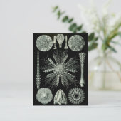 Haeckel Negativ Postkarte (Stehend Vorderseite)
