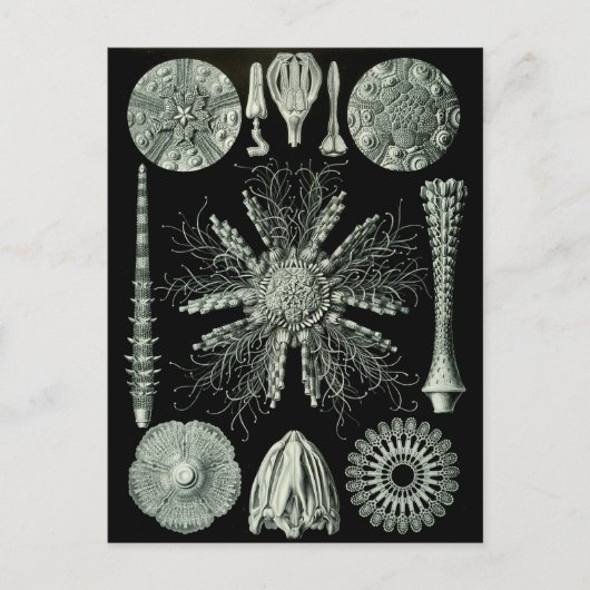 Haeckel Negativ Postkarte (Vorderseite)
