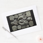 Haeckel Negativ Rechteckiger Aufkleber (Umschlag)