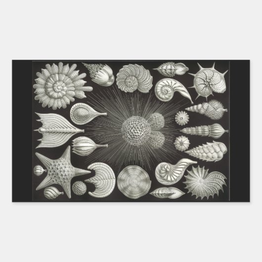Haeckel Negativ Rechteckiger Aufkleber (Vorderseite)