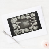 Haeckel Negativ Rechteckiger Aufkleber (Umschlag)