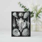 Haeckel Negative Postkarte (Stehend Vorderseite)