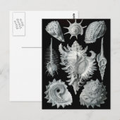Haeckel Negative Postkarte (Vorne/Hinten)