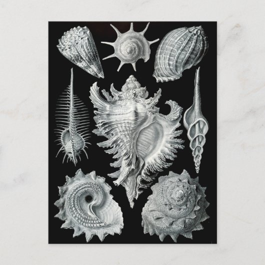 Haeckel Negative Postkarte (Vorderseite)