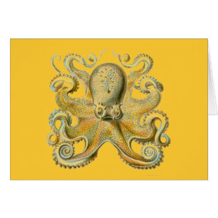Haeckel Octopus