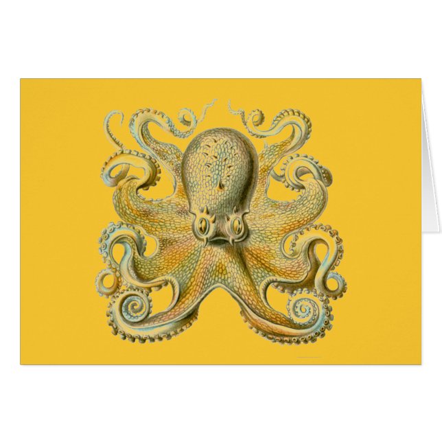 Haeckel Octopus (Vorderseite (Horizontal))