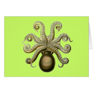 Haeckel Octopus