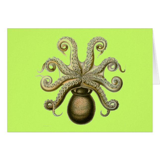 Haeckel Octopus (Vorderseite (Horizontal))