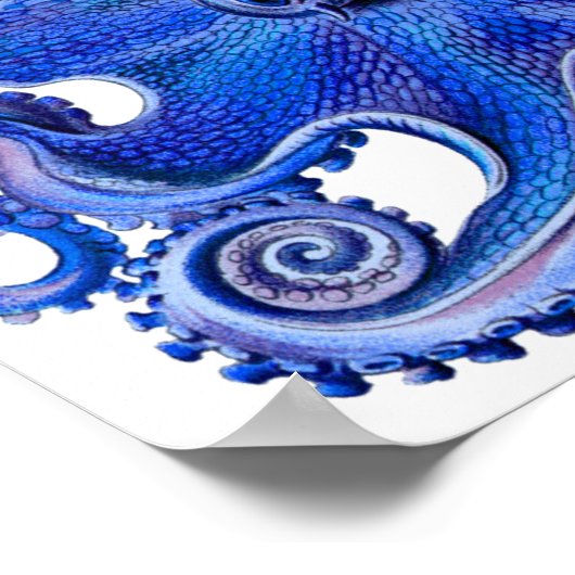 Haeckel Octopus Blue Poster (Ecke)
