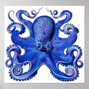 Haeckel Octopus Blue Poster