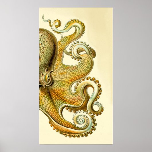 Haeckel Octopus Diptych I Poster (Vorne)