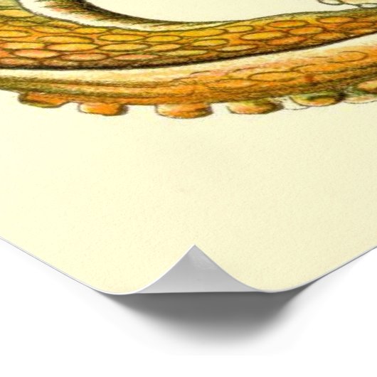 Haeckel Octopus Diptych I Poster (Ecke)