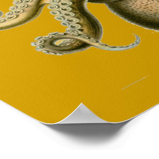 Haeckel Octopus Poster (Ecke)