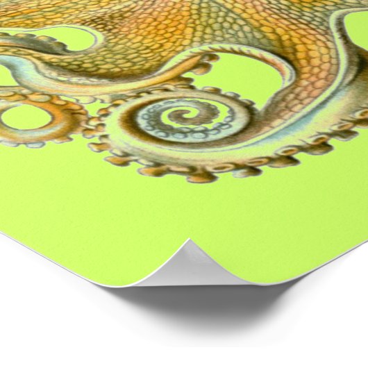 Haeckel Octopus Poster (Ecke)
