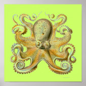 Haeckel Octopus Poster (Vorne)