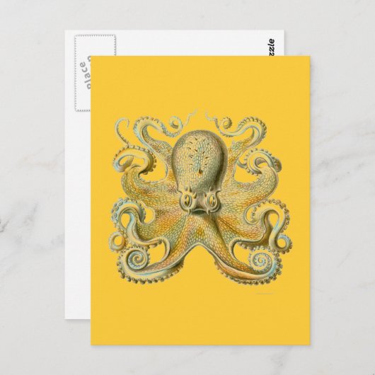 Haeckel Octopus Postkarte (Vorne/Hinten)