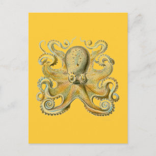 Haeckel Octopus Postkarte