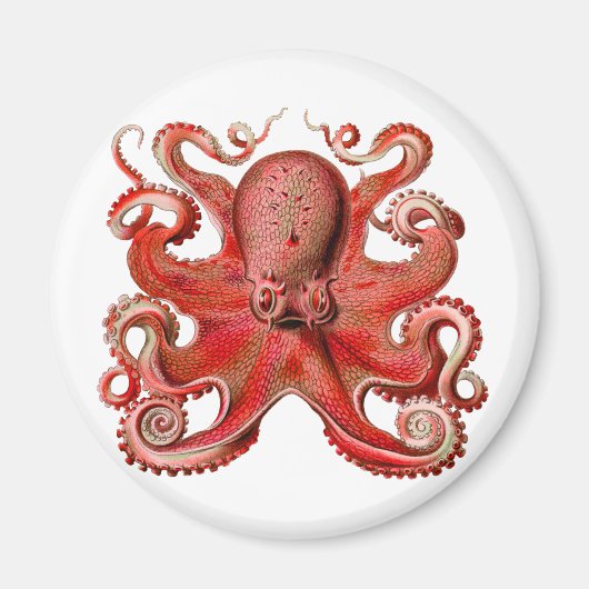 Haeckel Octopus Red Magnet (Vorne)