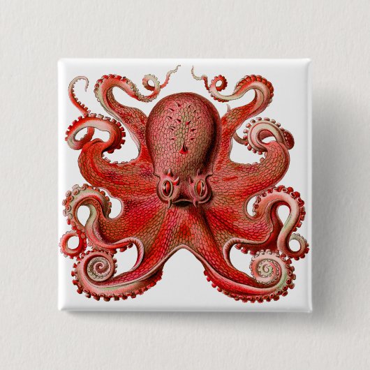 Haeckel Octopus rot Button (Vorderseite)