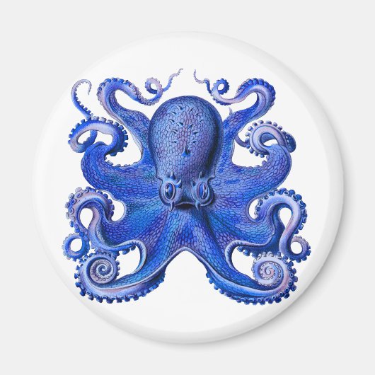 Haeckel Oktopus Blau Magnet (Vorne)